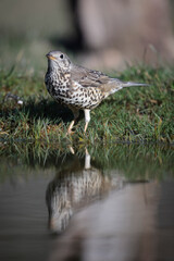 Grive draine Turdus viscivorus en gros plan