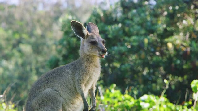 Young kangaroo on North Stradbroke Island, Australia