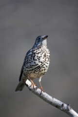 Grive draine Turdus viscivorus en gros plan