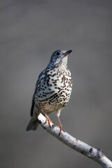 Grive draine Turdus viscivorus en gros plan