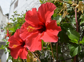 red flowers in the garden