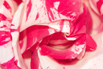 rosa balco flor macro