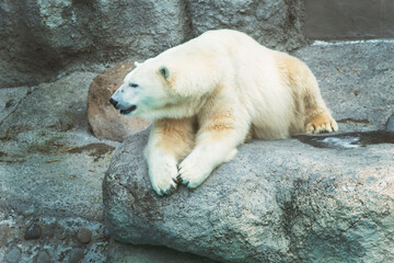 Oso polar descansando. Oso polar. Polo norte. Frio. Agata osa polar. Guadalajara.