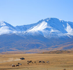 Herd of horses grazes in the background of mountains, Altai, Russia