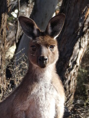 Kangaroo