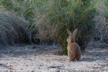 The wild hare sits on a footpath to the salty lake of Torrevieja, Spain