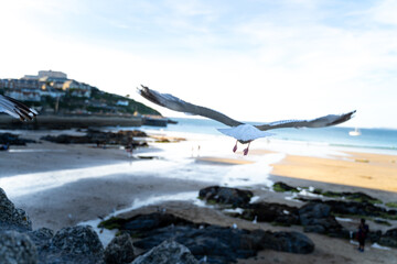 seagulls on the beach