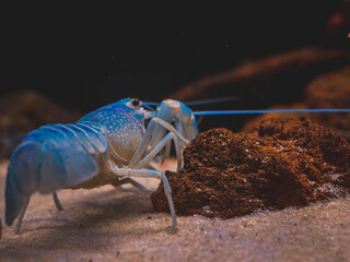 cichlid fish and blue lobster playing in community aquarium