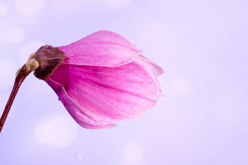 Close up of rain drops on a big Magnolia flower, selective focus. Light violet bokeh blurred background. High quality photo