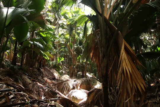 tropical palm tree rain forest at Praline Island, Seychelles
