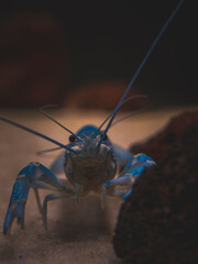 cichlid fish and blue lobster playing in community aquarium