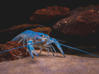 cichlid fish and blue lobster playing in community aquarium