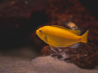 cichlid fish and blue lobster playing in community aquarium