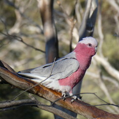 Cockatoo