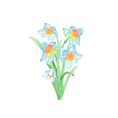 Watercolor hand-painted daffodils. Bouquet. Can be used as a romantic background for wedding invitation, greeting card, prints, packaging design, textile design, fabrics, wrapping paper