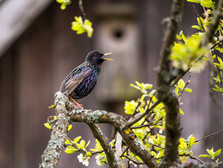 A beautiful common starling nesting in the garden. Starling singing and nesting in the spring. Beautiful spring scenery with a bird.