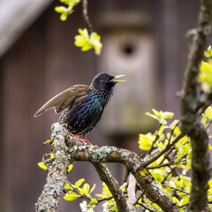 A beautiful common starling nesting in the garden. Starling singing and nesting in the spring. Beautiful spring scenery with a bird.