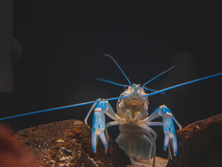 cichlid fish and blue lobster playing in community aquarium