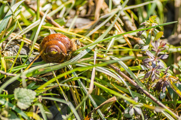 River snail shells on wet grass 