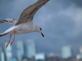 seagull in flight