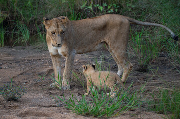 A female Lion and her 6 week old Lion cub seen on a safari in South Africa