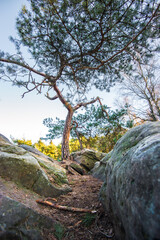 Kiefer mit Steinen im Vordergrund