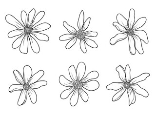 Fototapeta na wymiar Hand drawing wildflowers on white background. Daisies in sketch style. Springtime vector flowers.