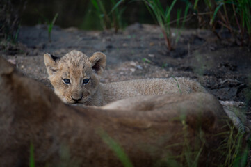A lion cub seen lying and hiding away behind its mother on a safari in South Africa