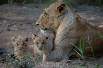 Obraz na płótnie Canvas A female lion and her two cubs seen on a safari in South Africa
