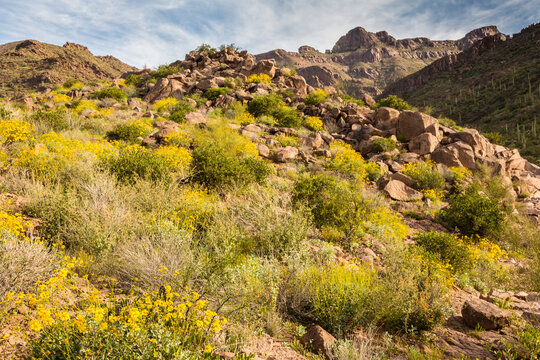 USA, Arizona, Superstition Wilderness. Blooming brittlebush in desert.