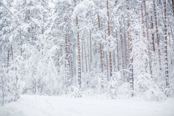 winter forest covered with white snow