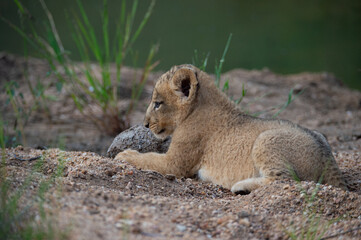 An adorable Lion cub seen on a safari in the Kruger National Park, South Africa.