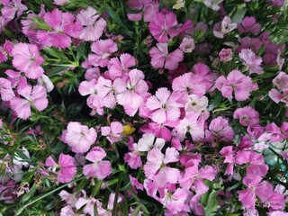 A garden flower in purple pink