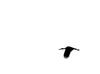 Beautiful white stork in the spring. Ciconia ciconia large birds during the nesting season in Northern Europe.