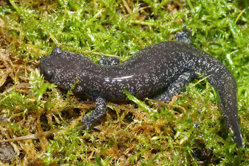 Closeup of a juvenile speckled rare Japanese streamtype salamander, Hynobius hirosei on green moss