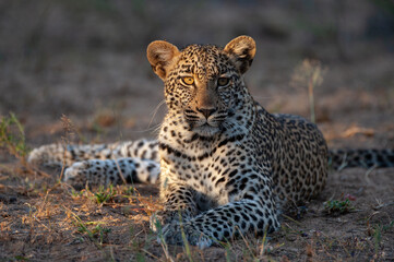 Fototapeta na wymiar A wild leopard seen on a safari in Kruger National Park