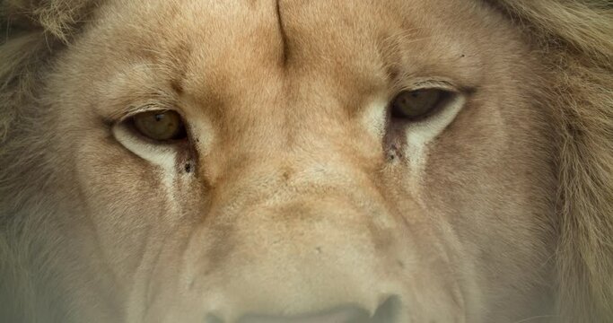 Amazing Epic Close Up Of Lion Face