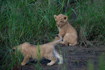 2 cute Lion cubs seen on a safari in South Africa