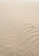 Fine beach sand in the summer sun.   Sand texture. Sandy beach for background. Top view.
