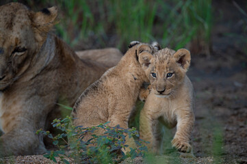 Fototapeta na wymiar A female lion and her two cubs seen on a safari in South Africa