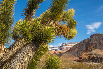 Fototapeta na wymiar USA, Arizona, Virgin River Canyon Recreation Area. Joshua trees and snow on mountain.