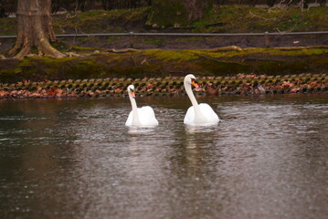 two white swans swim side by side on a park lake near the shore cygnus olor