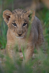 An adorable Lion cub seen on a safari in the Kruger National Park, South Africa.