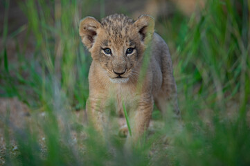 An adorable Lion cub seen on a safari in the Kruger National Park, South Africa.