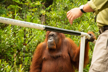 high detailed portrait of an female orangutan of borneo or Pongo pygmaeus in a national park located in the middle of the jungle of Malaysia