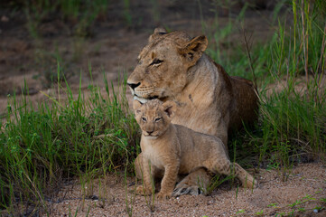 Obraz na płótnie Canvas A female Lion and her 6 week old Lion cub seen on a safari in South Africa