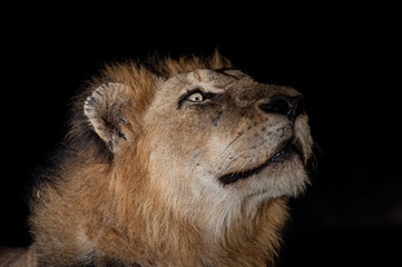 Portrait of a male Lion seen on a safari in the Kruger National Park