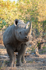 Fototapeta premium A Black Rhino seen on a safari in South Africa