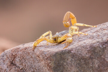 USA, Arizona, Santa Cruz County. Fat-tailed scorpion on rock.