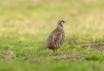 Partridge. Red-legged or French Partridge.  Close up of this small and colourful game-bird in...